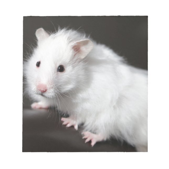 Bloc De Notas Teddy Bear Hamster (Frente)