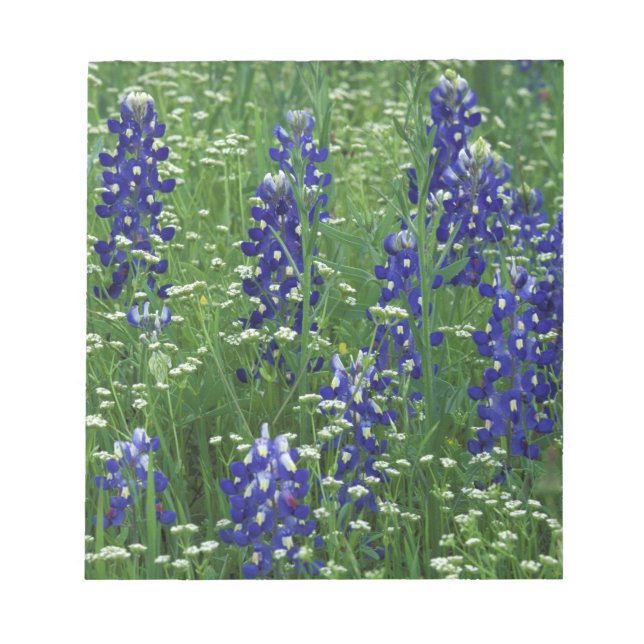 Bloc De Notas Texas, Lago Buchanan. Texas Bluebonnet y silvestre (Frente)