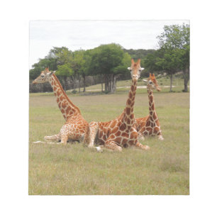 Bloc De Notas Three Giraffe at Fossil Rim