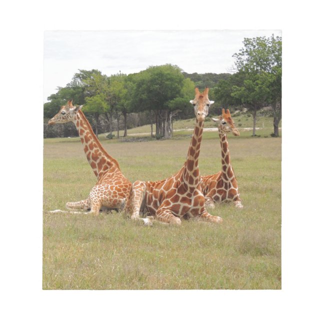Bloc De Notas Three Giraffe at Fossil Rim (Frente)