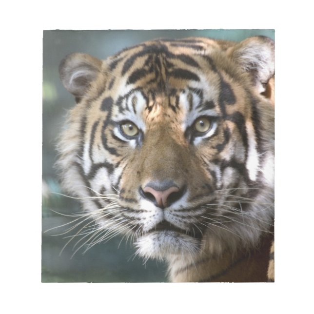 Bloc De Notas Tigre de Sumatra macho (Panthera tigris sumatrae) (Frente)