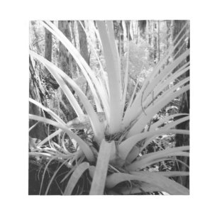 Bloc De Notas Tillandsia epífita es común en la Florida,