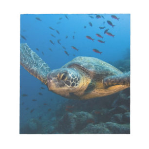 Bloc De Notas Tortuga Negra (Verde) (Chelonia agassizi)