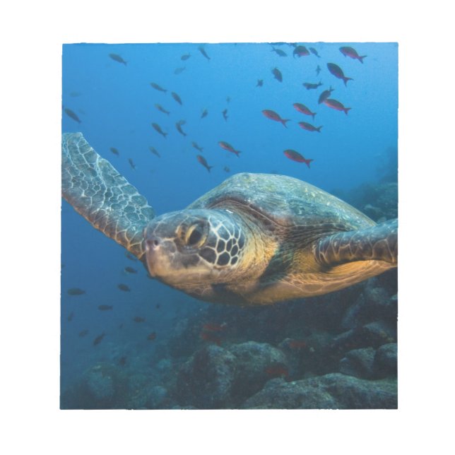 Bloc De Notas Tortuga negra (verde) (Chelonia agassizi) (Frente)