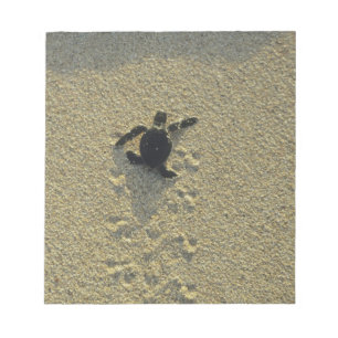 Bloc De Notas Tortuga Verde, (Chelonia mydas), cría