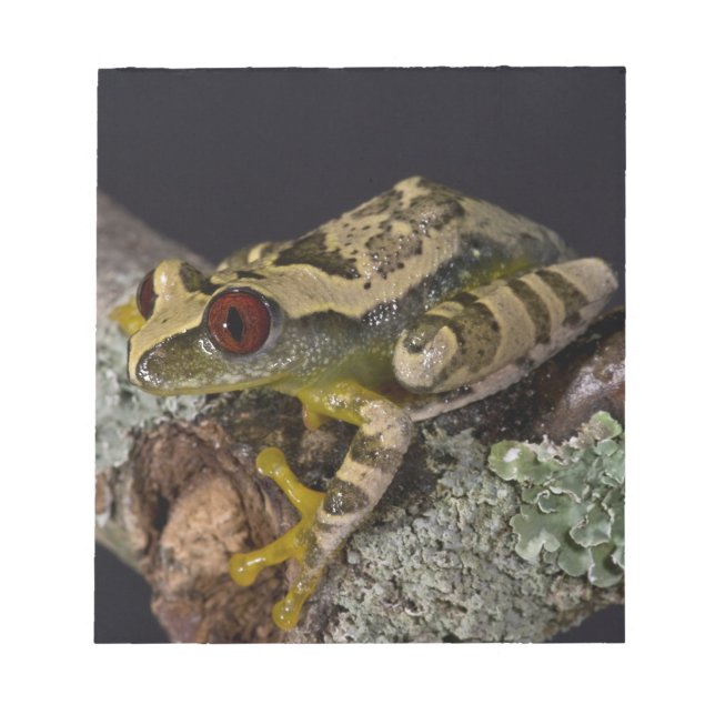 Bloc De Notas Treefrog Africano de Ojos Rojos, Leptopelis (Frente)