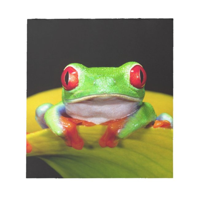 Bloc De Notas Treefrog de ojos rojos, calidryas agalychinis, nat (Frente)