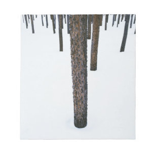 Bloc De Notas Troncos de árbol en nieve