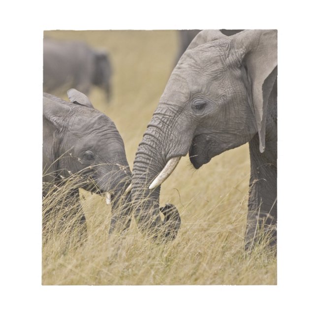 Bloc De Notas Un elefante africano pastando en los campos (Frente)