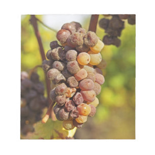 Bloc De Notas Un racimo de uvas Semillon mohoso en Ch Raymond La