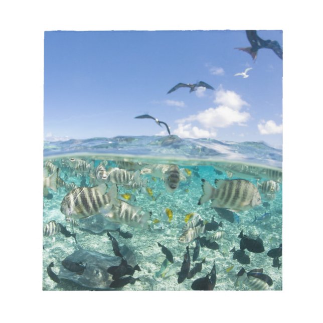 Bloc De Notas Un viaje en safari por la laguna con Stingrays (Frente)