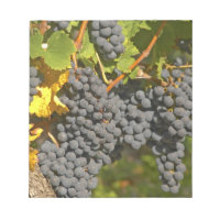 Una vid con racimos de uvas Merlot maduras - Chate