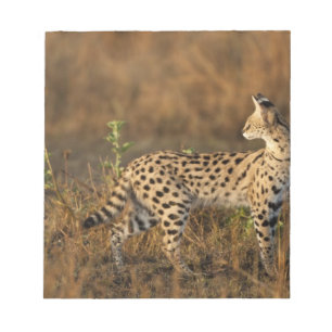 Bloc De Notas Upper Mara, Reserva de caza Masai Mara, Kenia,