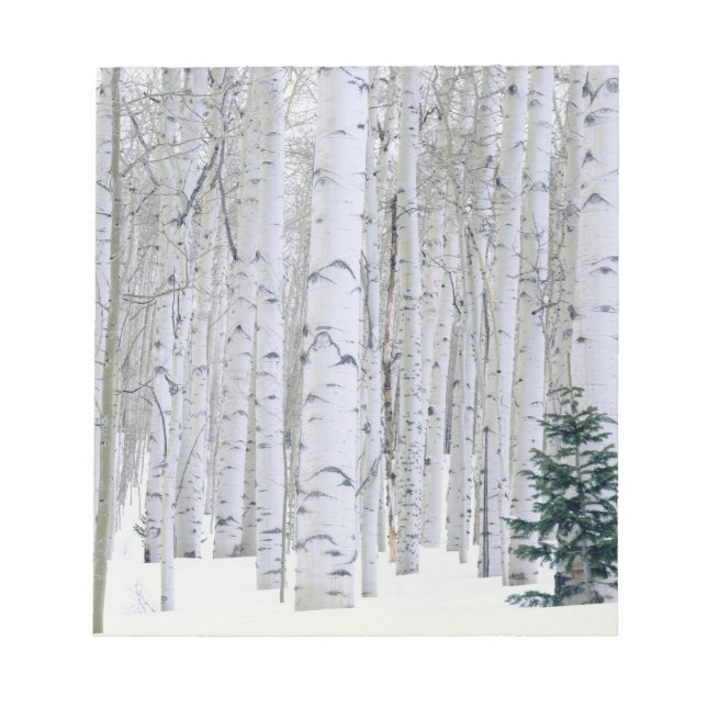 Bloc De Notas UTAH. EE. UU. Aspen (Populus tremuloides) & Dougla (Frente)