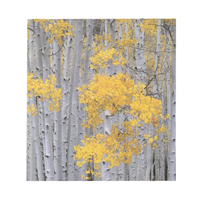 Bloc De Notas UTAH. EE.UU. Aspen (Populus tremuloides) en (Frente)