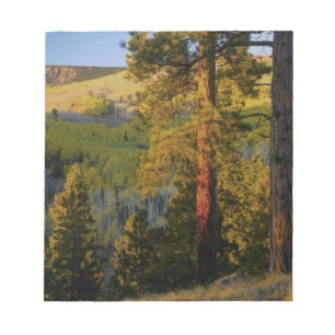 Bloc De Notas UTAH. Pinos ponderosa y álamo temblón, otoño. Aman