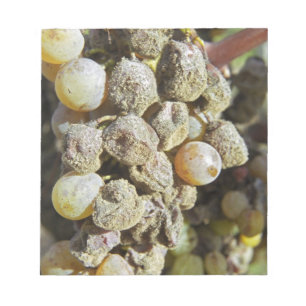 Bloc De Notas Uvas Semillon con podredumbre noble en el momento 