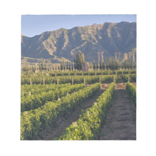 Bloc De Notas vides de Cabernet Sauvignon en Huailai Rongchen
