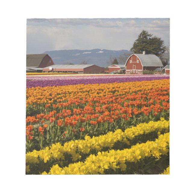 Bloc De Notas WA, Skagit Valley, Tulipanes en flor, en (Frente)