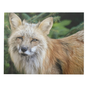 Bloc De Notas Wild Fox