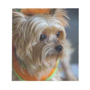 Bloc De Notas Yorkshire Terrier rubio