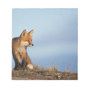 Bloc De Notas zorro rojo, Vulpes vulpes