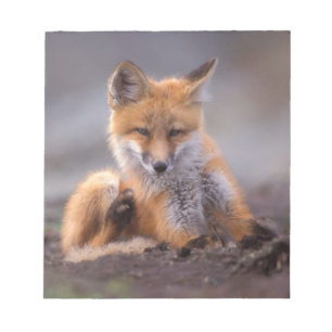 Bloc De Notas zorro rojo, Vulpes vulpes, cachorro rascándose,