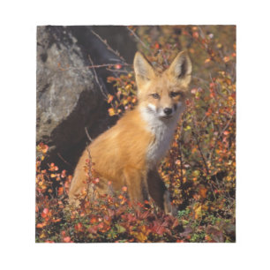 Bloc De Notas zorro rojo, Vulpes vulpes, en colores de otoño a l