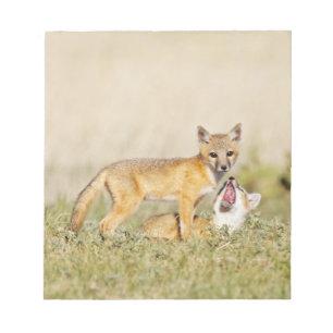 Bloc De Notas Zorro veloz (Vulpes macrotis) joven en madriguera,