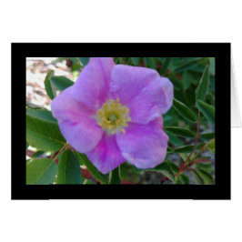 Blogósfera rosa suave- Canción de canciones 8:14 T