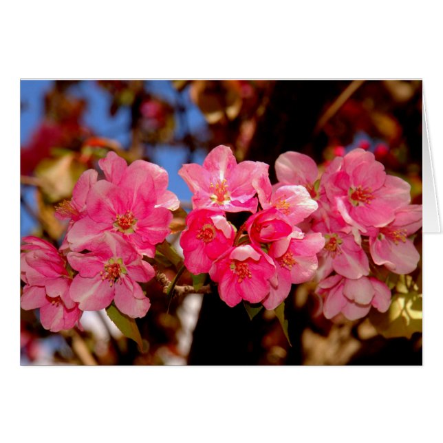 Blogs (Anverso (Horizontal))