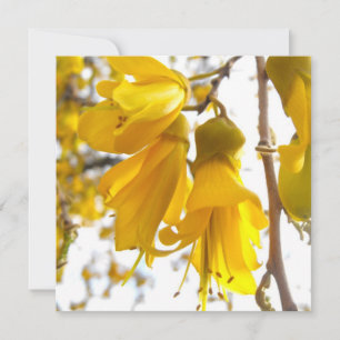 Blogueando el árbol Kowhai