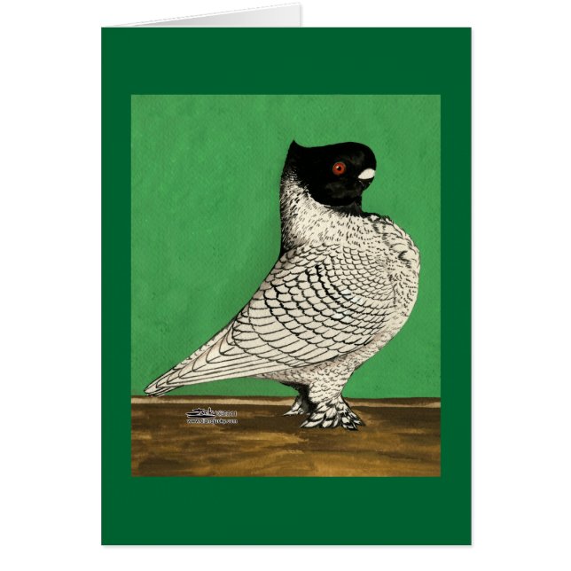Blondinette Frill Pigeon (Frente)