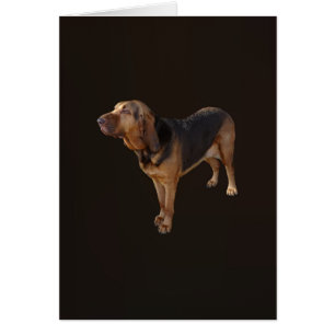 Bloodhound