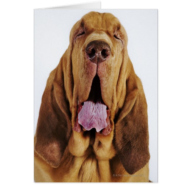 Bloodhound (Hound de St. Hubert) con los ojos cerr (Frente)