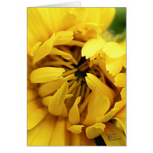 Bloom amarillo (5.0)