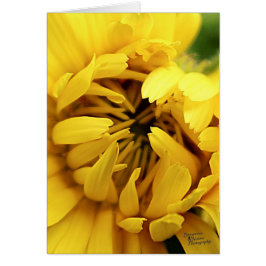 Bloom amarillo (5.0)