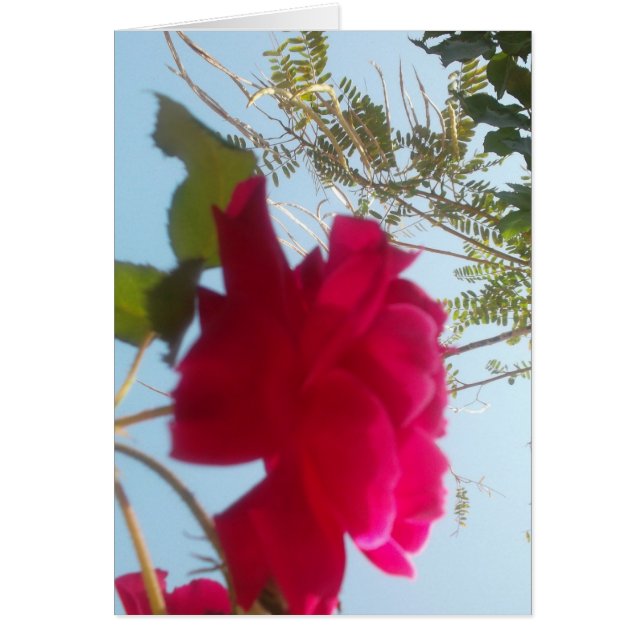 Bloom celestial: Un Rosa contra el cielo (Frente)