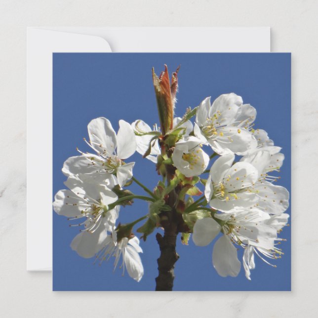 Bloom de Primavera Blanca (Anverso)