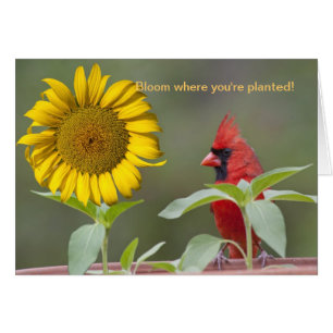 ¡Bloom donde estás plantado!