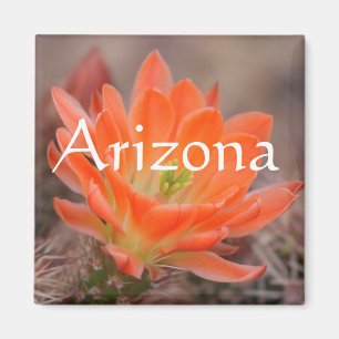 Bloom en imán naranja, Arizona