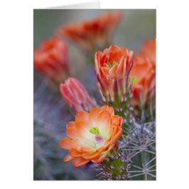 Bloom en Naranja