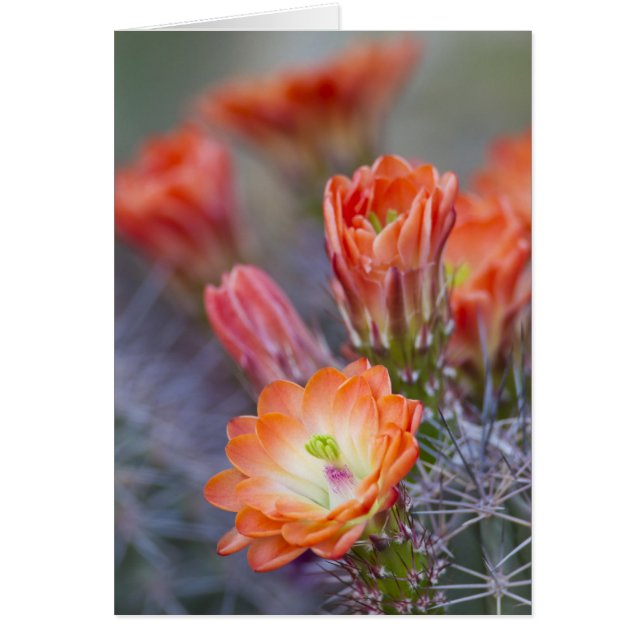 Bloom en Naranja (Frente)