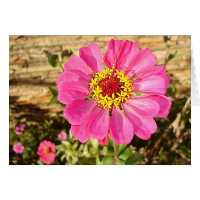 Bloom multicolor (Anverso (Horizontal))