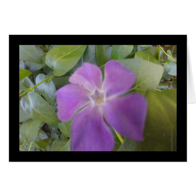 Bloom púrpura - Canción de Sol. Tarjeta de felicit (Anverso (Horizontal))