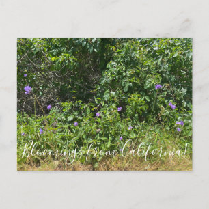 ¡Bloomers desde California! Postal