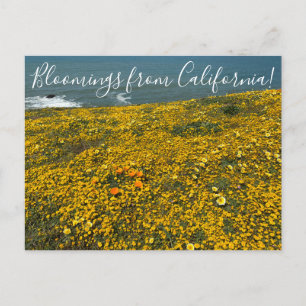 ¡Bloomers desde California! Postal