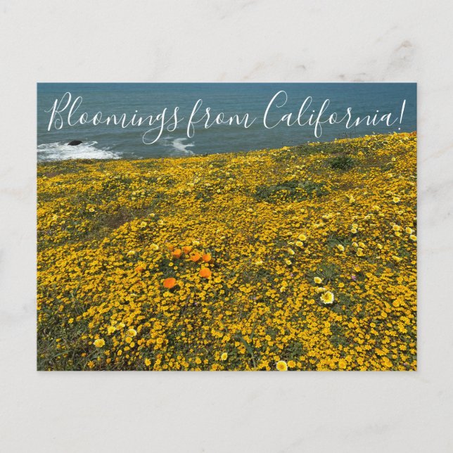 ¡Bloomers desde California! Postal (Anverso)