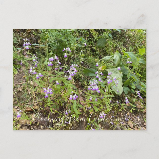 ¡Bloomers desde California! Postal (Anverso)