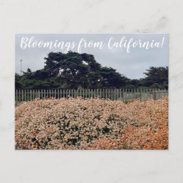 ¡Bloomers desde California! Postal